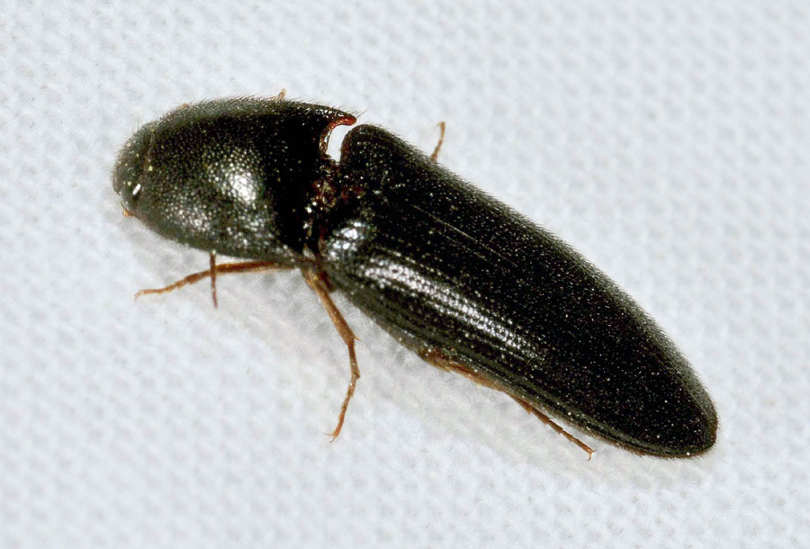 Altro  Elateridae: Melanotus sp.